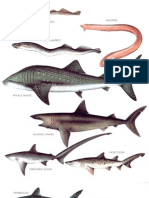Longman's Encyclopedia - Fishes