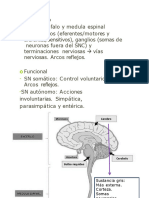 Histologia 2023 Tejido Nervioso.