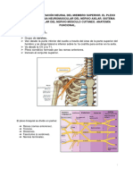 Tema 17 Organizacion Neural Del Miembro Superior. El Plexo Braquial. Sistema Neuromuscular Del Nervio Axilar. Sistema Neuromuscular Del Nervio Musculo Cutaneo. Anatomia Funcional.