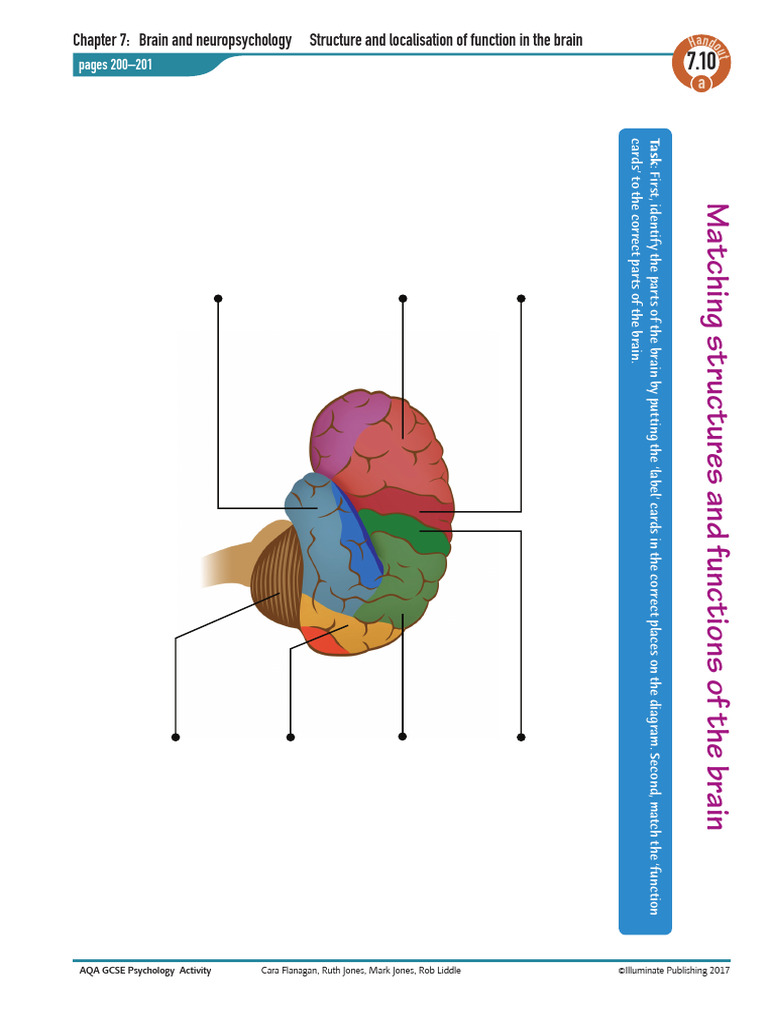 Brain Structure and Function Diagram | PDF | Parietal Lobe | Cerebrum