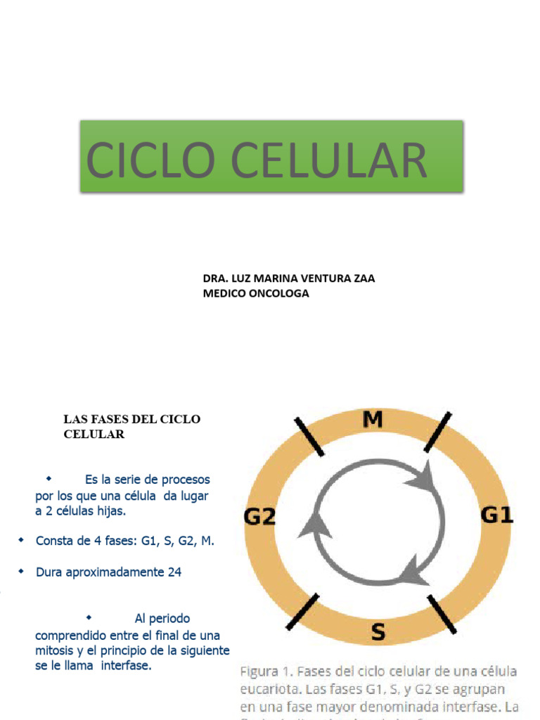 Fases y Regulación del Ciclo Celular | PDF | Ciclo celular | Mitosis