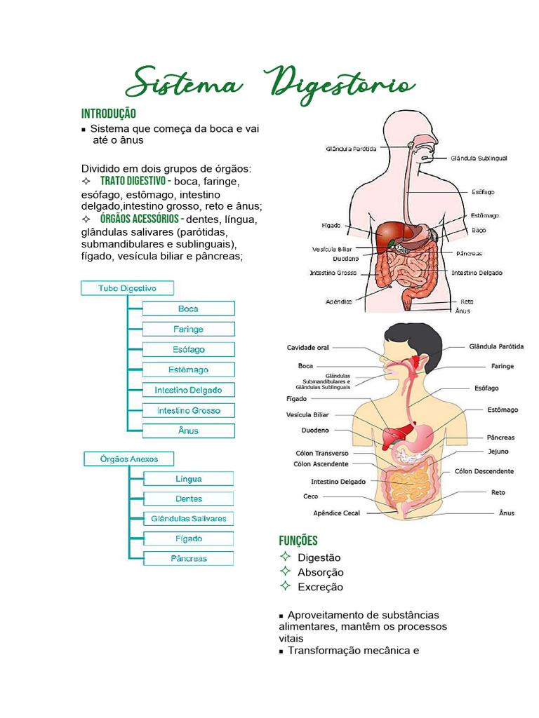 Anatomia Ii 03 Sistema Digestório Resumo Pdf Sistema Digestivo