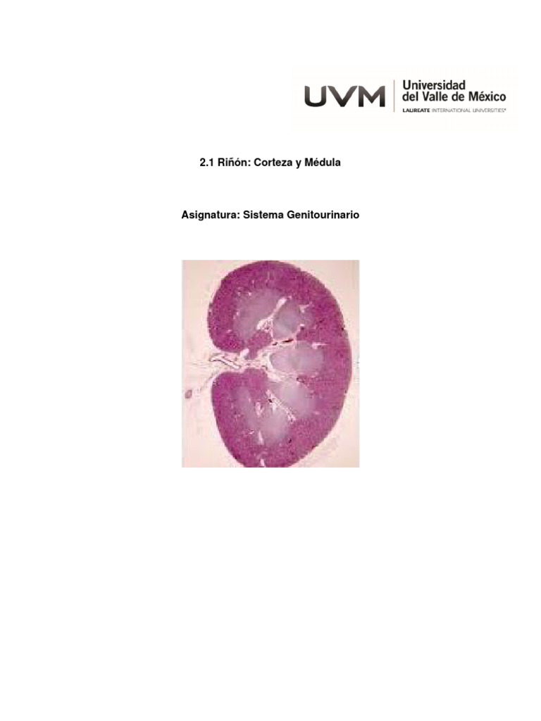 2.1 Riñón, Corteza y Medula | Descargar gratis PDF | Riñón | Urología