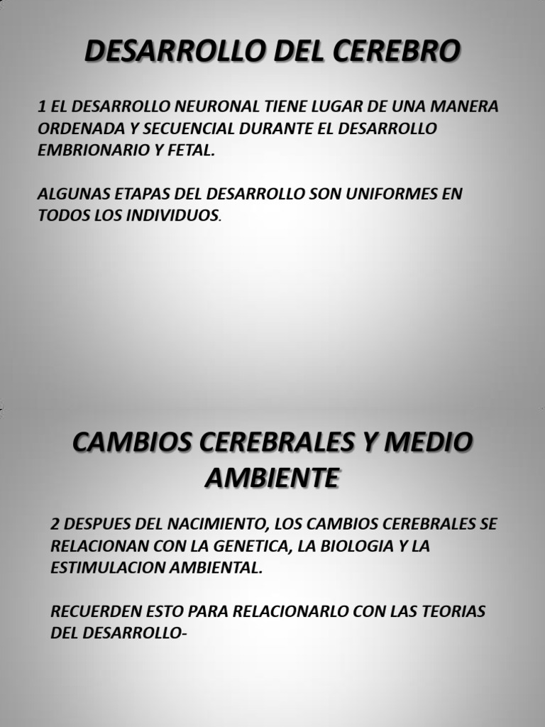 Desarrollo Cerebral Prenatal y Posnatal | PDF | Cerebro | Neurona