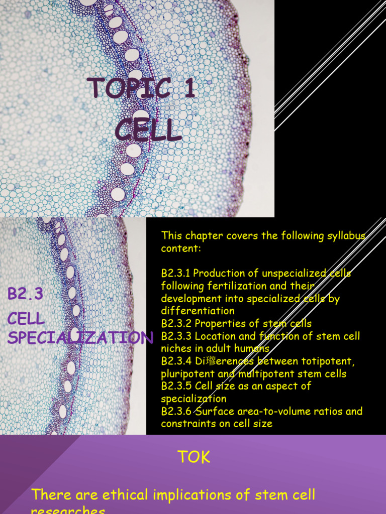 Understanding Stem Cells and Differentiation | PDF | Cellular ...
