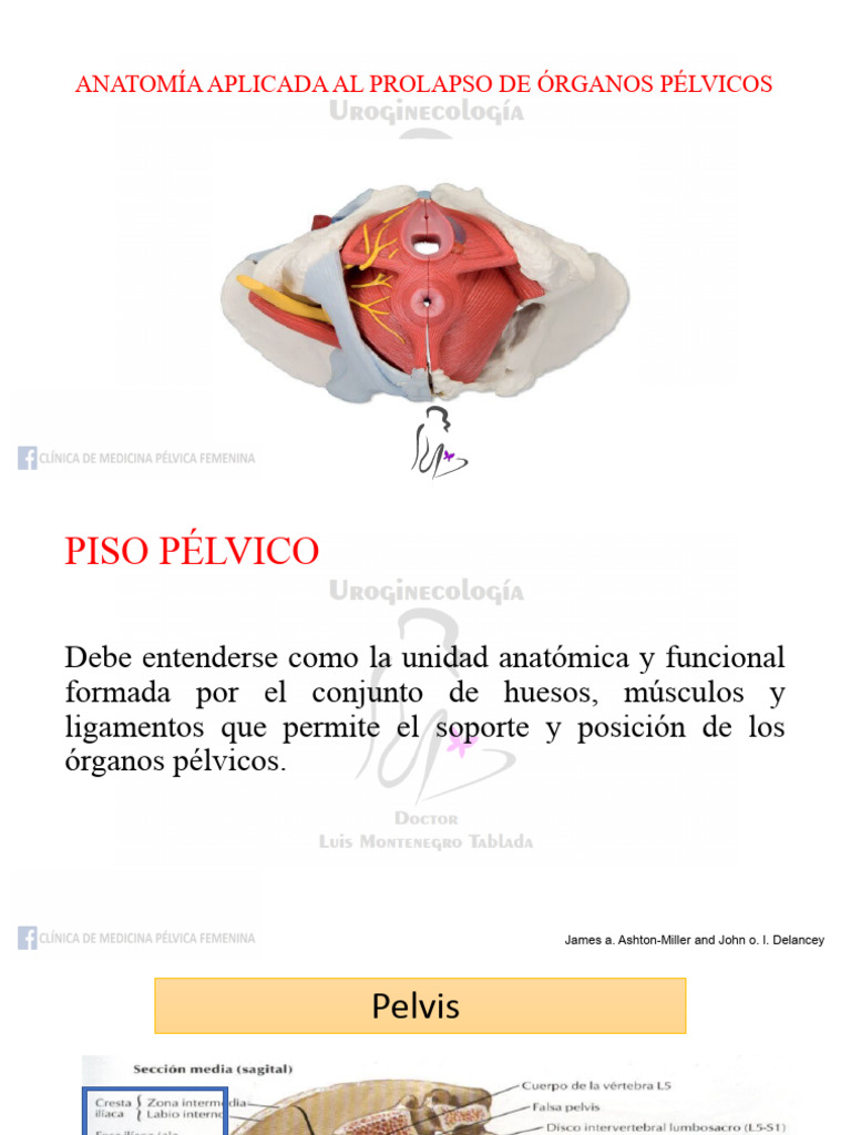 ANATOMIA Piso Pelvico | Descargar gratis PDF | Pelvis | Vagina