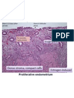 My Labeled Slides - Uterus