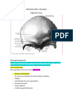 Hueso Frontal y Parietales