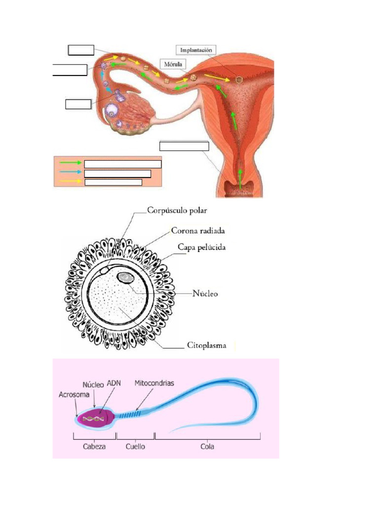 Fotos Gametas | PDF