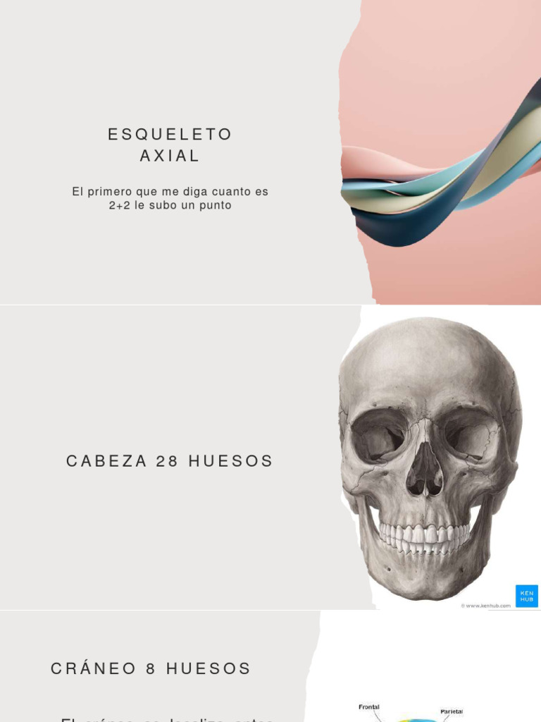 Anatomía del Esqueleto Axial | PDF