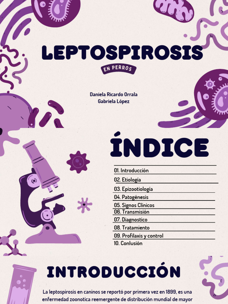 Leptospirosis en Perros | PDF | Inmunología | Ciencias de la Salud