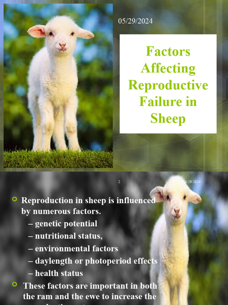 Facrors Affecting Reproduction | PDF | Sheep | Domestication