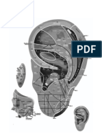 Cartografia auricular