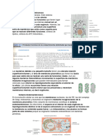 Tema 6 Sistema Endomembranoso