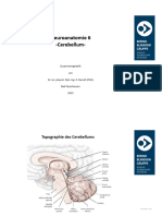 Neuroanatomie 6 (1)