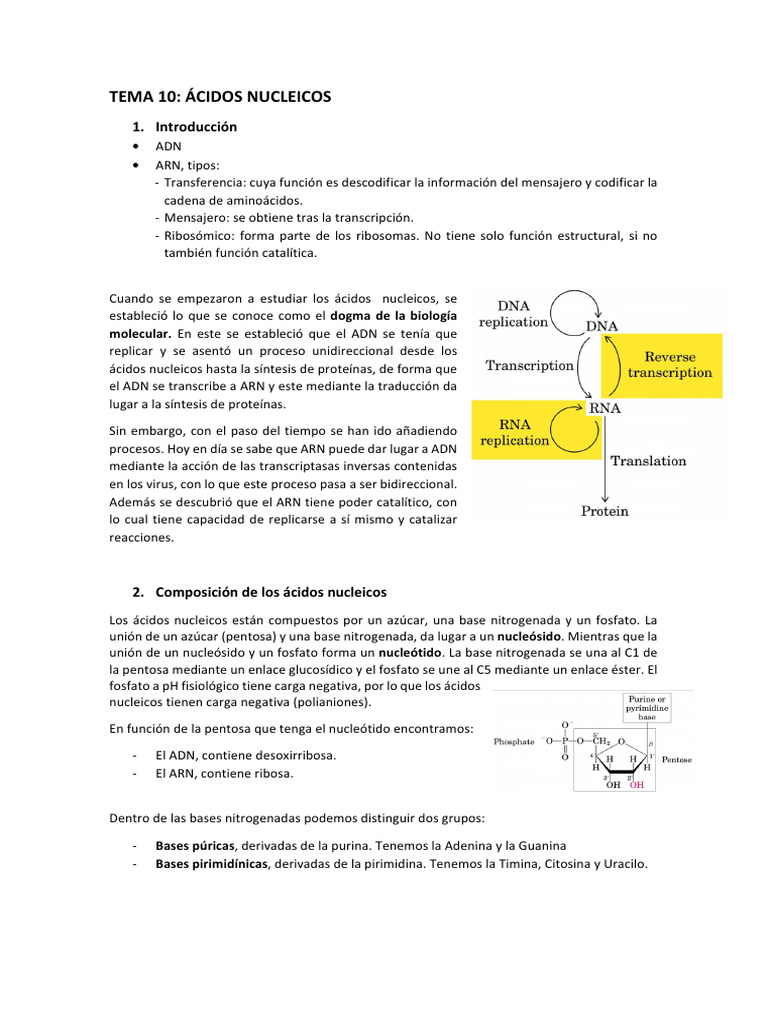 Estructura y Función de Ácidos Nucleicos | PDF | Rna | Adn