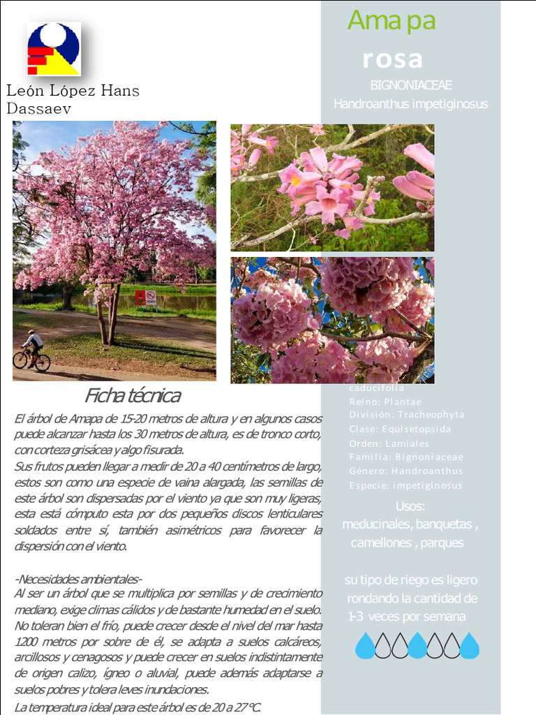 Amapa Rosa: Características y Usos | PDF | Botánica | Plantas