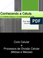 Citologia - Ciclo Celular e Divisões