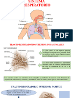 Sistema Respiratorio