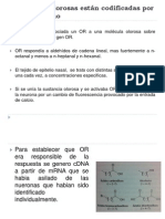 Sustancias Olorosas Están Codificadas Por Un Mecanismo