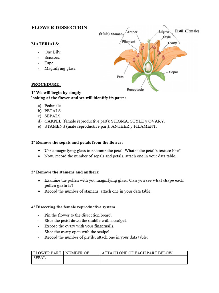Flower Dissection Guide for Students | PDF