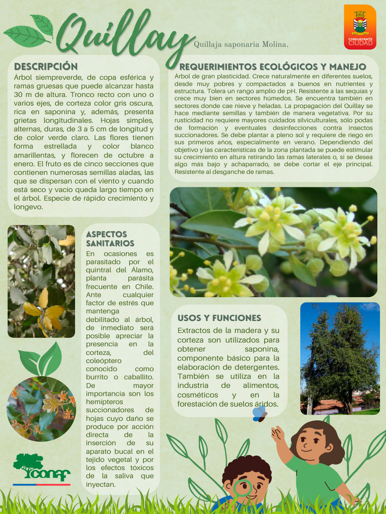 Características y usos del quillay | PDF | Arboles | Botánica