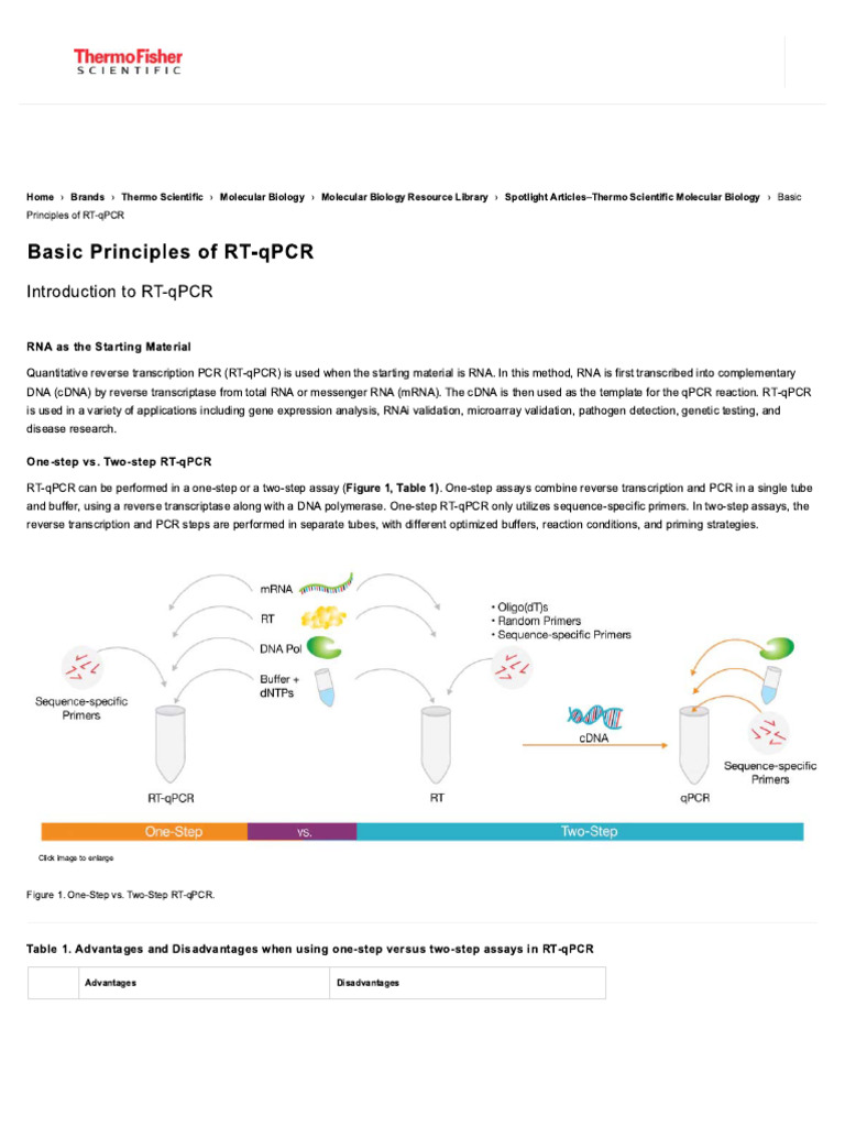 Basic Principles of RT-QPCR - Thermo Fisher Scientific - TH | PDF