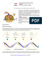 Estructura Del Arn