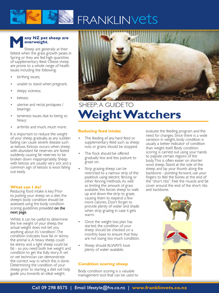 Managing Overweight Sheep in NZ | PDF | Sheep | Dieting
