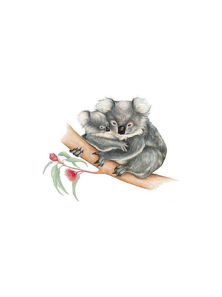 koala | PDF