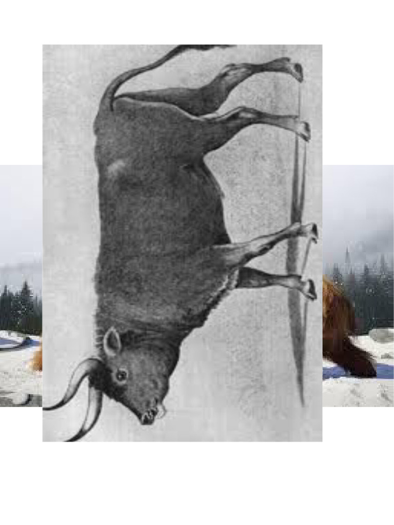 Palazo-Vaca print