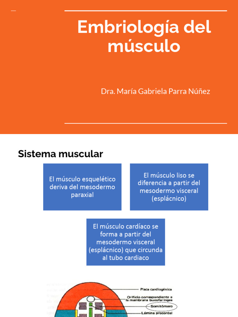 Embriología Del Musculo | Descargar gratis PDF | Músculo | Biología del ...