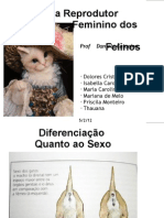 Aparelho Reprodutor Feminino Felino