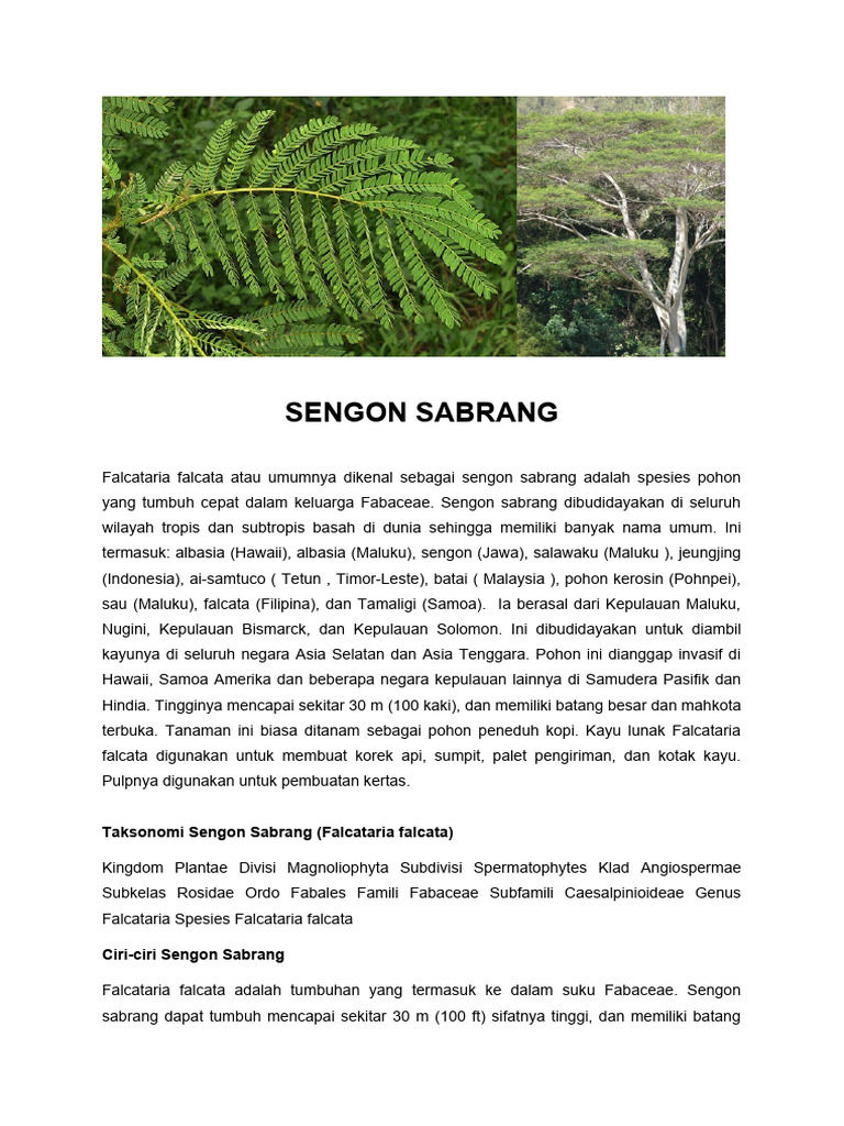 Ciri dan Manfaat Sengon Sabrang | PDF | Griya & Taman