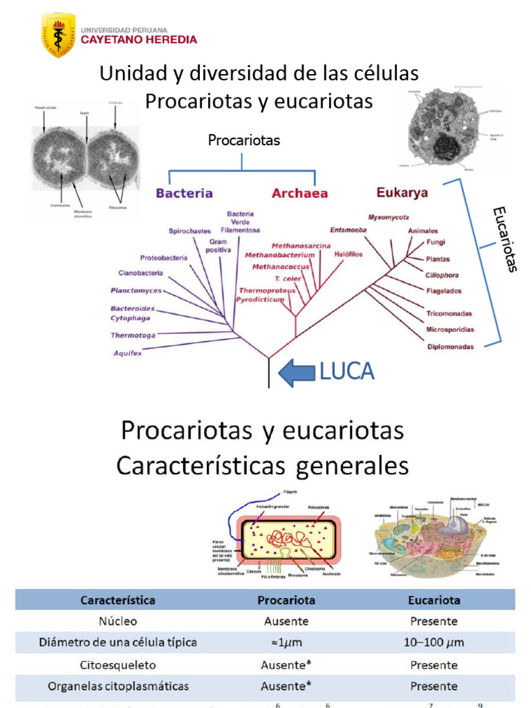 Comparativa entre Procariotas y Eucariotas | PDF | Ciencias sociales ...