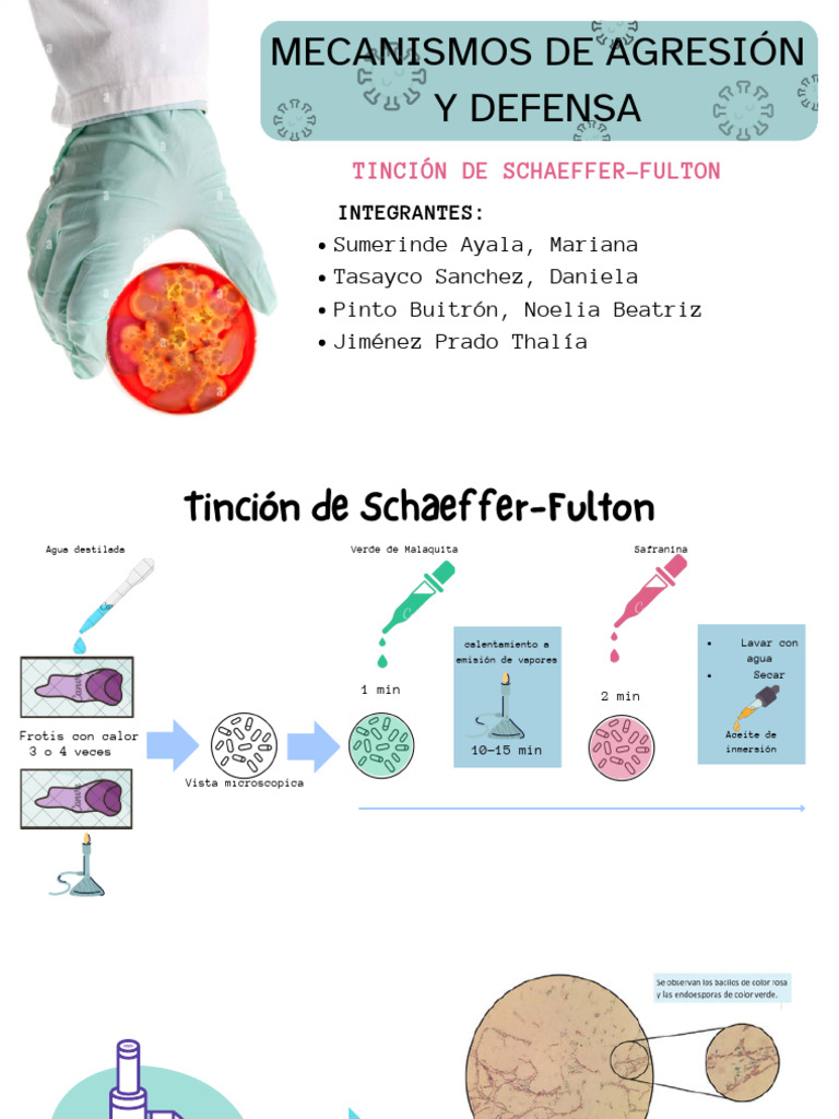 Tinción de Schaeffer-Fulton en Microscopia | PDF