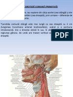 Carotida Comuna Si Externa Fara Ramuri