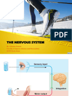 The Nervous System - Diagram