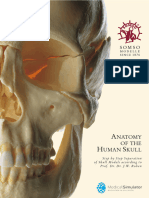 Anatomy of The Human Skull