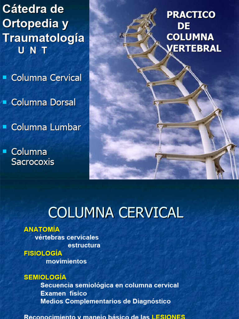 Columna Vertebral | PDF | La columna vertebral | Vértebra
