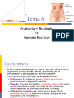 Aparato Excretor