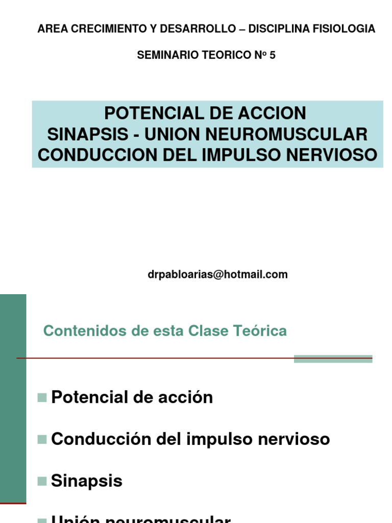 Potencial de Acción y Sinapsis Neuronal | PDF | Sinapsis | Sinapsis química