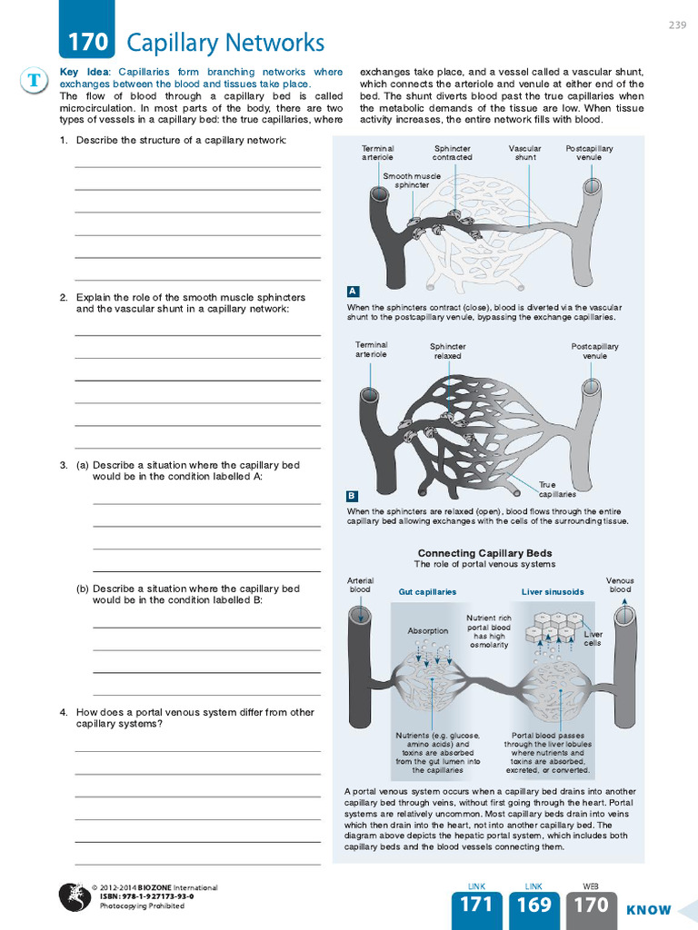 170 - Capillary Networks | PDF | Capillary | Vein
