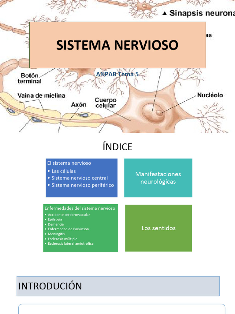 Anatomia T5 Entero Pdf Cerebro Sistema Nervioso