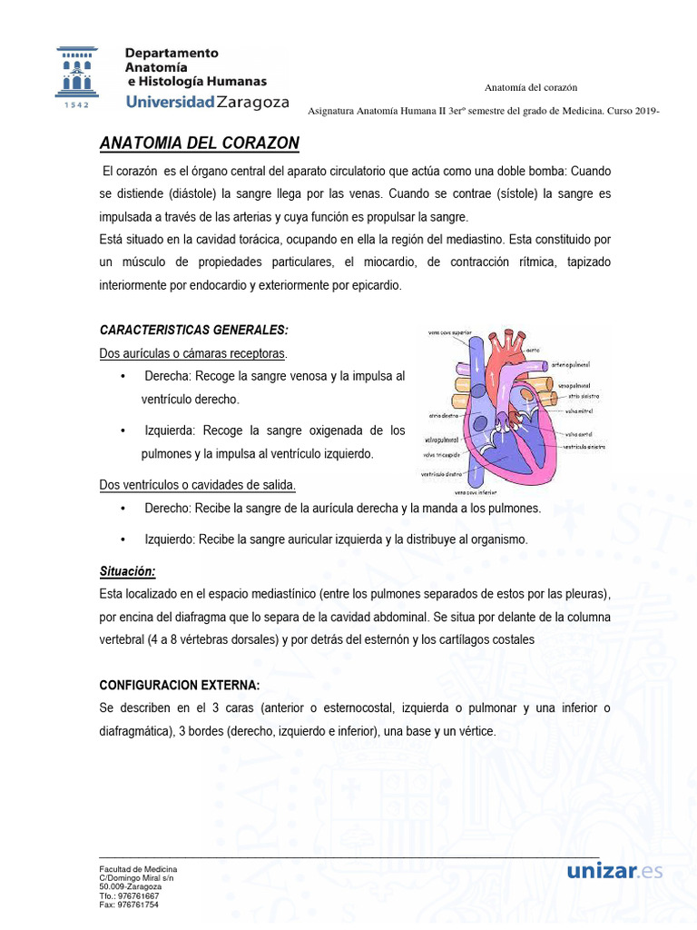 Anatomía Del Corazón Pdf Corazón Sistema Cardiovascular