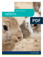 How To Take Care of Your Rabbits