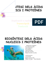 8-Biosíntesi D'àcids Nuclèics I Proteïnes
