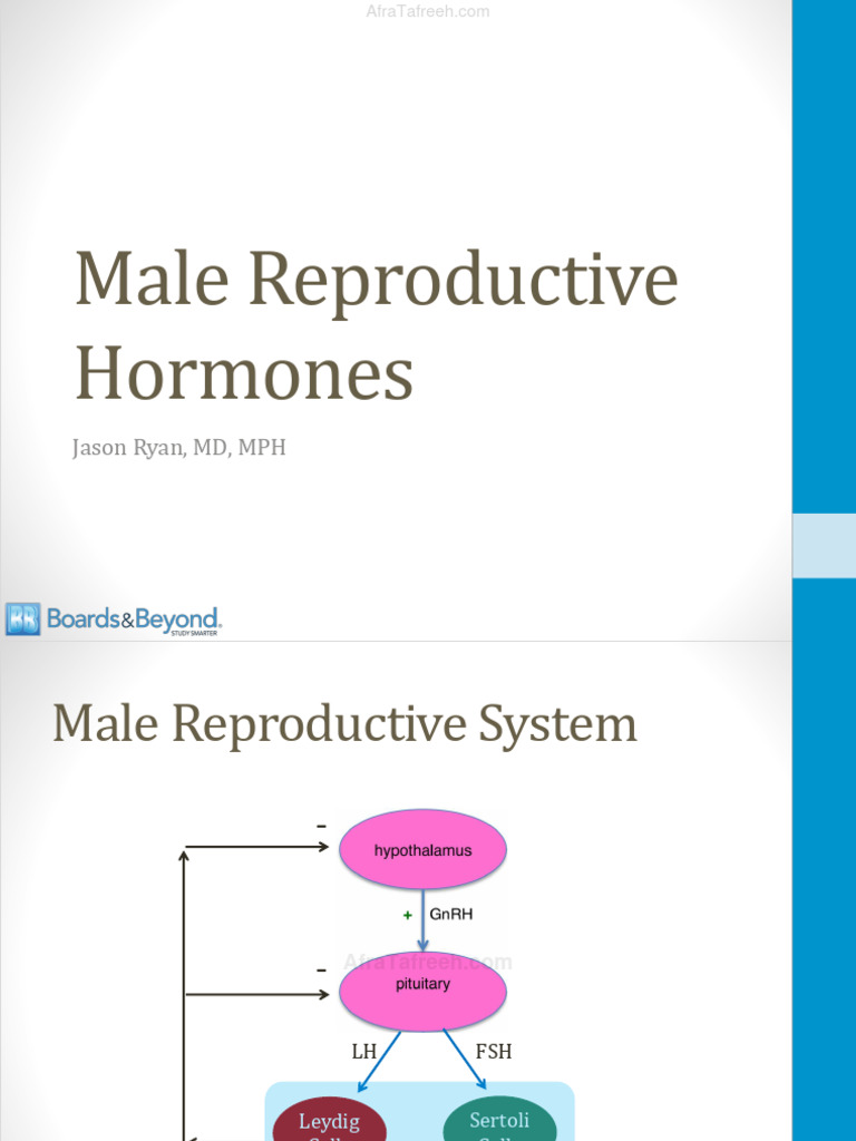Male Reproductive Hormones Overview | PDF | Androgen | Testosterone