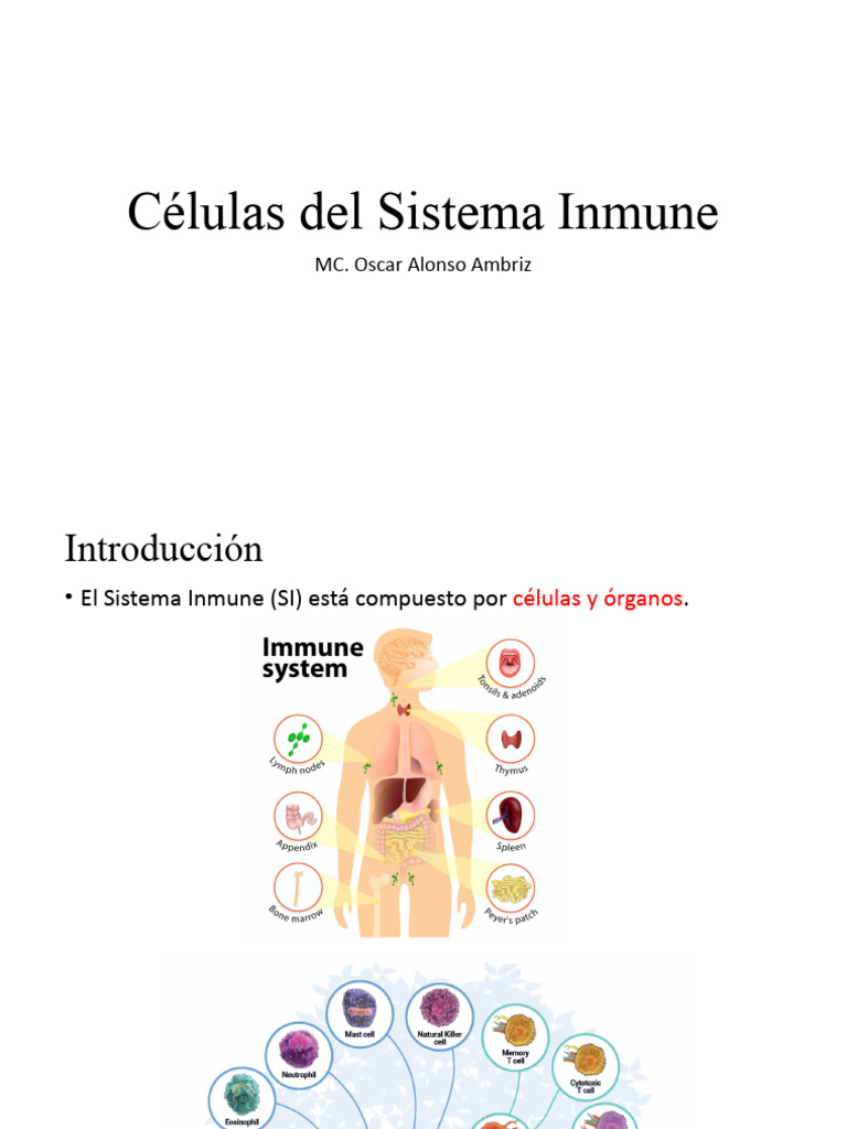 Células Del Sistema Inmune | PDF | Fagocito | Sistema inmune