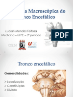 Anatomia Macroscópica do Tronco Encefálico - AULA (2)